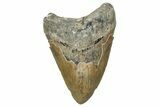 Serrated, Fossil Megalodon Tooth - North Carolina #340883-1